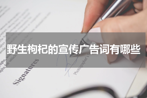 野生枸杞的宣传广告词有哪些