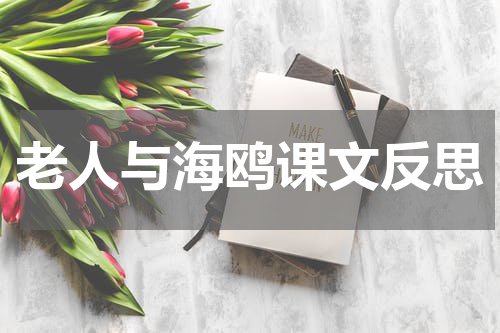 老人与海鸥课文反思
